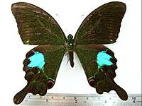 Papilio paris nakaharai, avers