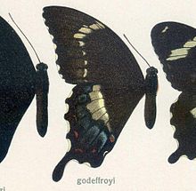 Papiliogodeffroyi Sempre, 1866.jpg