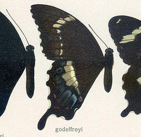Papiliogodeffroyi Semper,1866.jpg