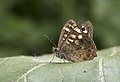 * Nomination Speckled wood (Pararge aegeria) --Zcebeci 15:35, 27 August 2018 (UTC) * Promotion  Support Good quality. --George Chernilevsky 14:43, 27 August 2018 (UTC)