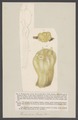 Parascidia - Print - Iconographia Zoologica - Special Collections University of Amsterdam - UBAINV0274 005 12 0021.tif