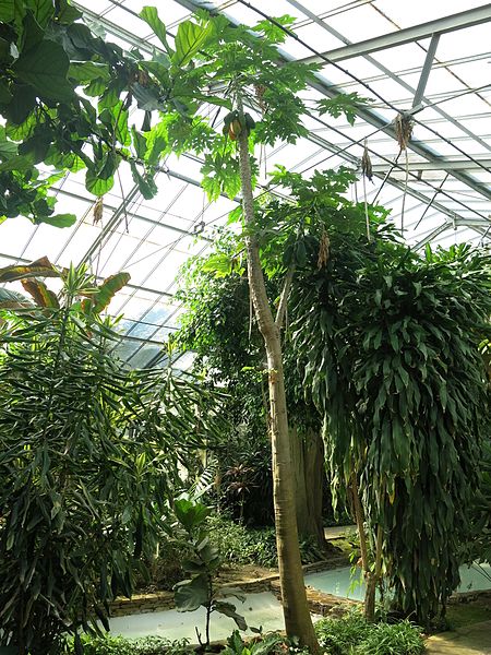 File:Parc Olbius Riquier (Greenhouse) - Papaya.jpg