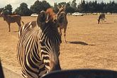 Parc animalier près de Nantes (3206084604) .jpg