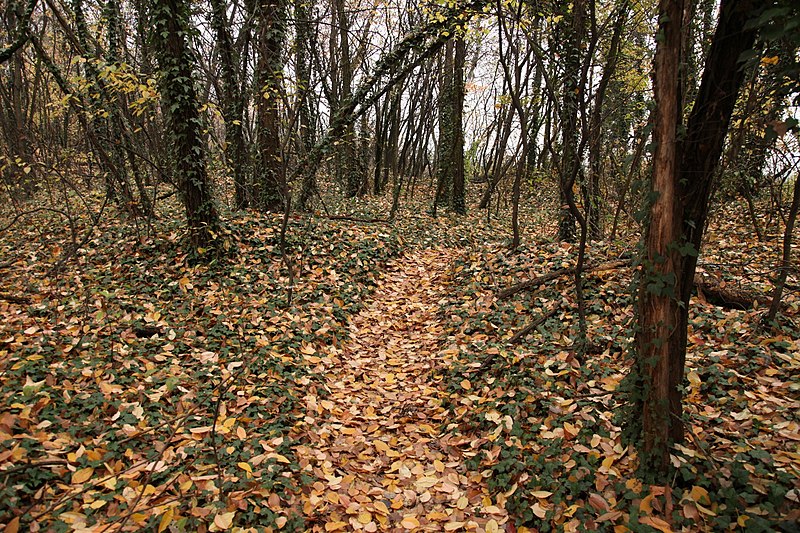 File:Parco Groane 11-2010 - panoramio (1).jpg