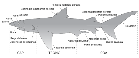 Caracteristicas principalas de las làmias