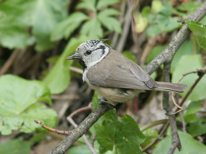 File:Parus cristatus czubatka AM.jpg