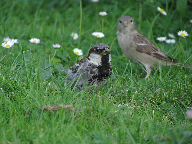 File:Passer domesticus (7).jpg