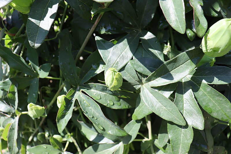 File:Passiflora - Ботаничка градина Скопје 04.jpg