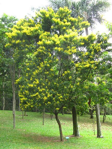 Paubrasilia echinata