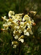 Pedicularis tuberosa