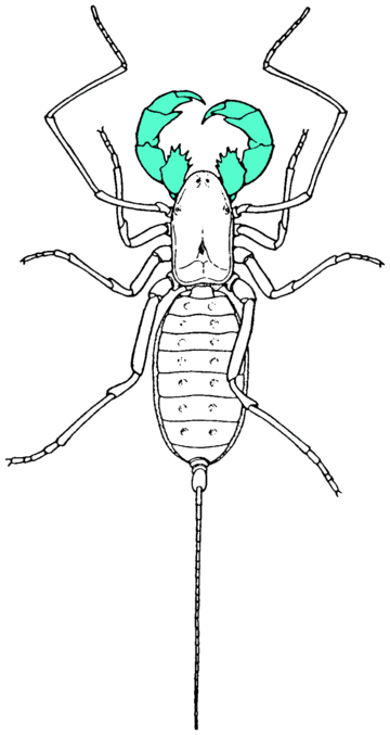 File:Pedipalp in green.png