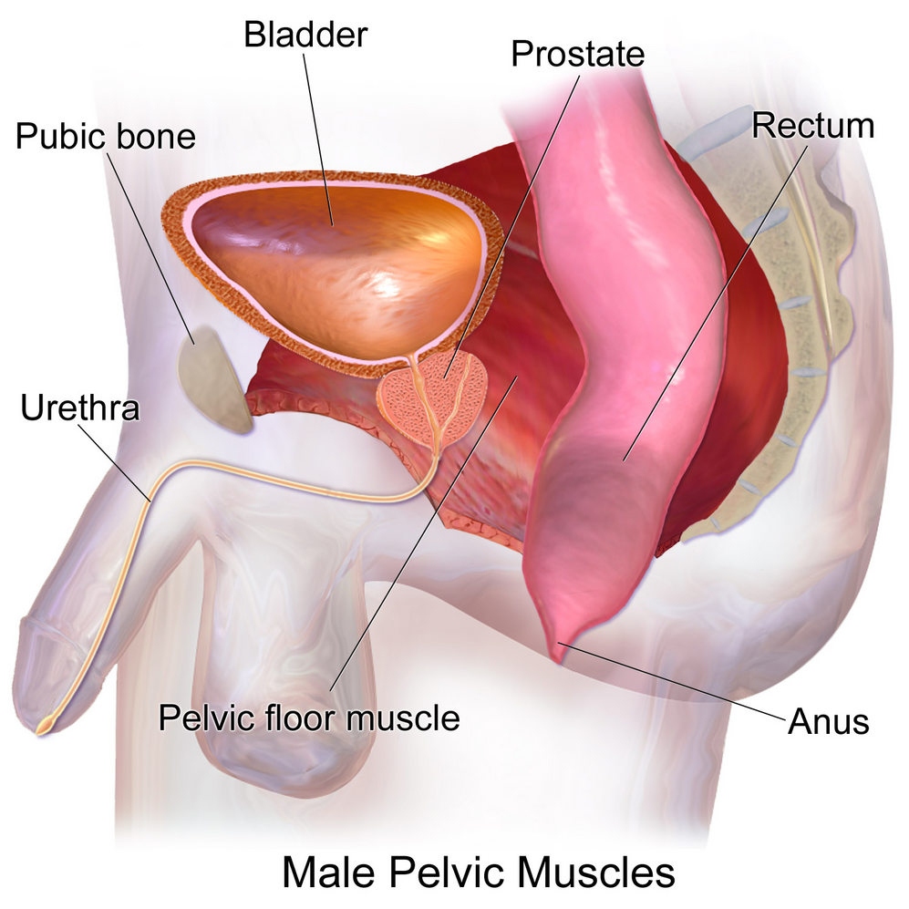 Pelvic Floor-avatar