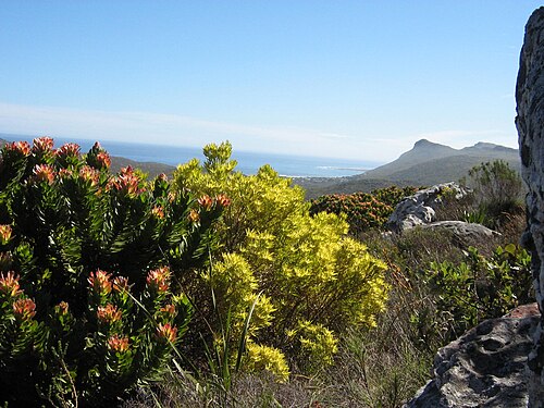 Fynbos things to do in Simon's Town