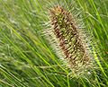 Pennisetum setaceum flowers