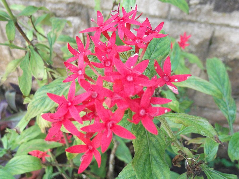 File:Pentas lanceolata-yercaud-salem-India.JPG