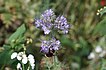 Rainfarn-Phazelie (Phacelia tanacetifolia) und Dunkle Erdhummel (Bombus terrestris)