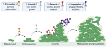 The different steps at which phages may disrupt biofilm formation. The biofilm surrounding the bacteria would inhibit the ability of antibiotics to reach bacteria, but may have less impact on the phages. Phage Therapy biofilm.webp