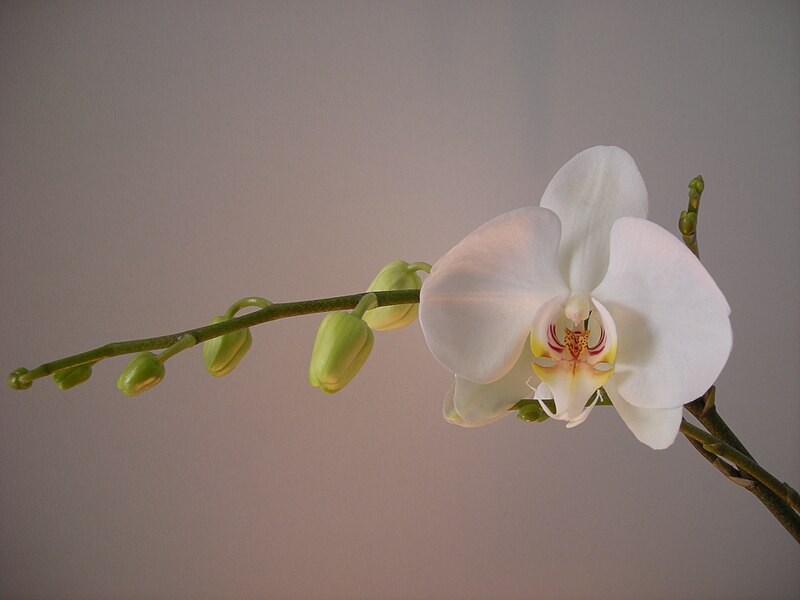 File:Phalaenopsis cultivar Minervaaa2.jpg