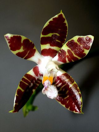 <i>Phalaenopsis sumatrana</i> Species of orchid