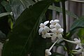 Kwiaty Phaleria clerodendron