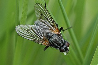 <i>Phaonia scutellata</i> Species of fly