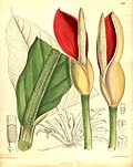 Miniatura para Philodendron insigne
