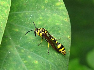 Phimenes flavopictum Yellow and Black Potter Wasp