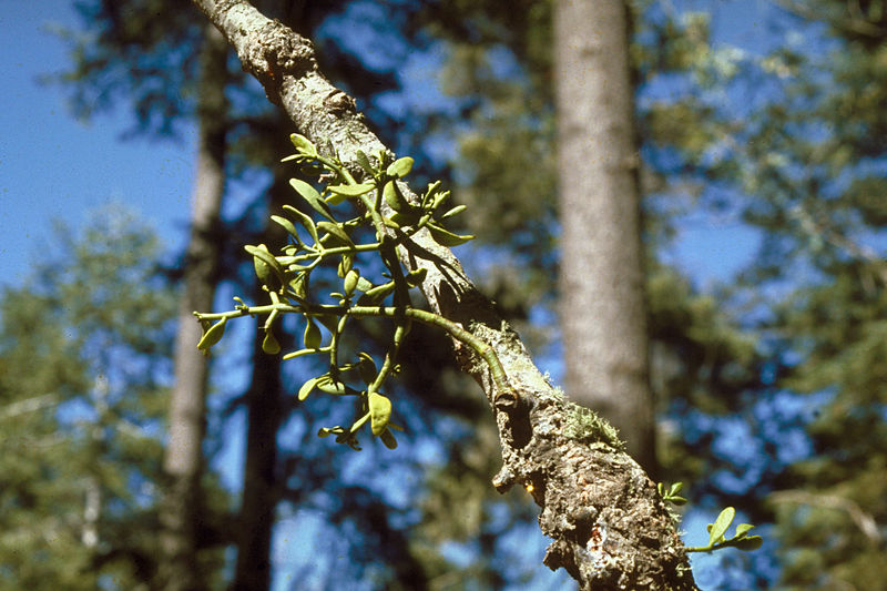 File:Phoradendronpauciflorum.jpg