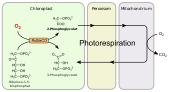 Allgemeines Schema der Photorespiration, bei dem 2-Phosphoglycolat zu 3-Phosphoglycerat umgewandelt wird.