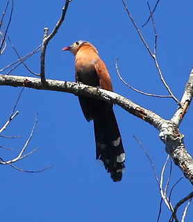 Black-bellied cuckoo Species of bird