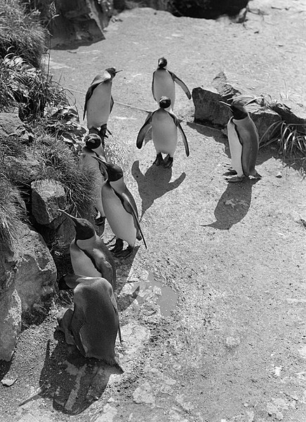 File:Pinguins, Bestanddeelnr 254-5629.jpg