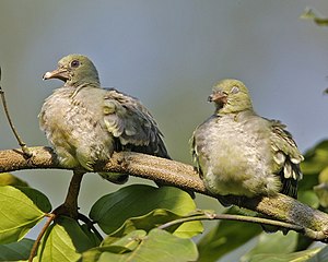 Pink-Necked Green Pigeon