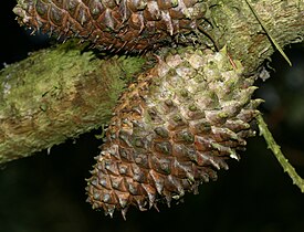 Cones