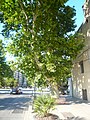 Català: Plàtans de la carretera de Mataró. c. Pere IV / Prim. Sant Martí (Barcelona). ca:Platanus X hispanica. This is a a photo of a protected or outstanding tree in Catalonia, Spain, with id: MA-080193/0008-10-93 Object location 41° 25′ 07″ N, 2° 12′ 33.53″ E  View all coordinates using: OpenStreetMap