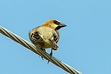 Plain-backed Sparrow - Thailand S4E6685 (22638588530).jpg