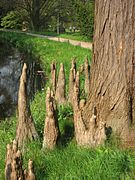 Neumatóforos de Taxodium ascendens 'Nutans'.