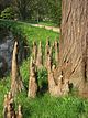 Taxodium ascendens