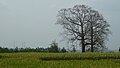 Pohon Besar di Randudongkal - panoramio.jpg