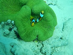 Pareja de A. clarkii en anémona Stichodactyla sp, Mayotte