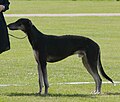 Polish Greyhound, black & tan
