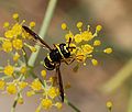 * Nomination Wasp looking hoverfly on flower (Chrysotoxum sp.) - Thank you Lycaon - Alvesgaspar 16:16, 8 August 2007 (UTC) * Decline Sorry, this one is unsharp and has camera shake. --Dschwen 18:10, 8 August 2007 (UTC)