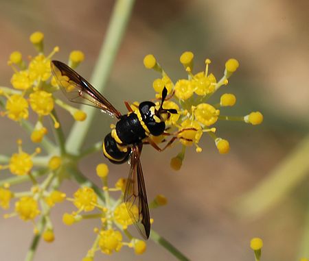 Ceriana conopsoides