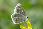 Polyommatus dorylas – Flügelunterseite