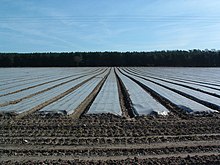 Row covers in a field Polythene Field - geograph.org.uk - 367720.jpg