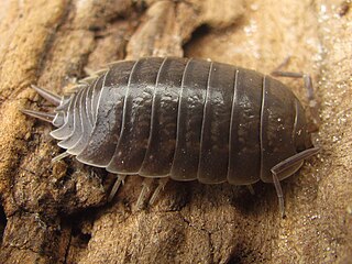 <i>Porcellio laevis</i> Species of woodlouse