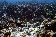 Filamentous algae encrusting coral skeletons after A. planci predation Post A. planci.jpg