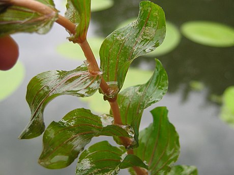 穿叶眼子菜