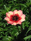 Potentilla 'Miss Willmott' 01.jpg