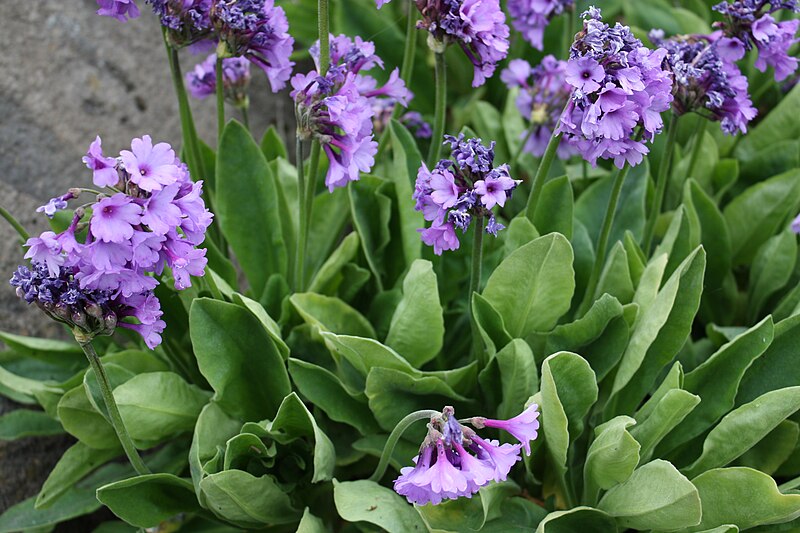 File:Primula latifolia IMG 4018 C.JPG