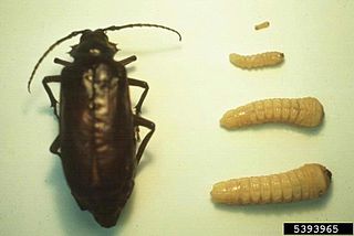 <i>Prionus californicus</i> Species of beetle